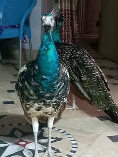 Blue shoulder Peacocks Pair for Sale