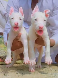 pevar kuwahati gultair pair 2 month for sale 03253055572