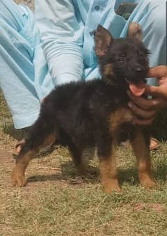 German  shepherd female dog for sale