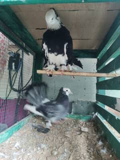 Laka Kabooter, Laka pigeons, Home breed Laka Pigeons pair