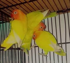 Love birds Confirmed breeder pair