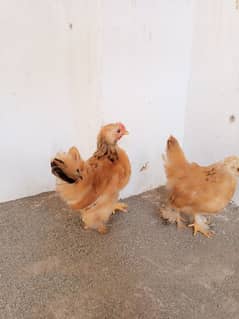 buff Columbian bantam