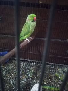 Parrot