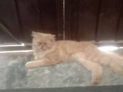 CAMEL COLOR PERSIAN CAT