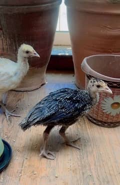 Turkey Chicks pair /Peru