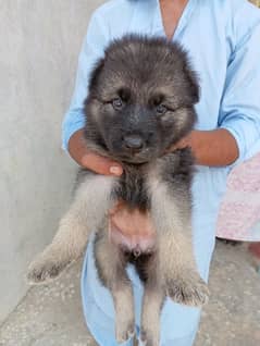 German shepherd WORKING LINE