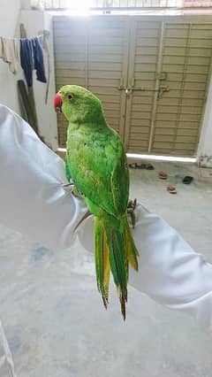 female parot