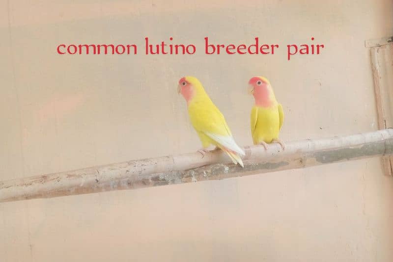 lovebird for sale. . 0