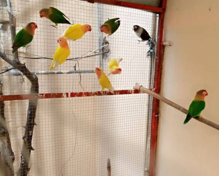 lovebird for sale. . 3