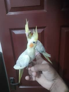 Cockatiel