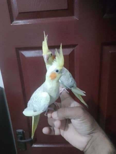 Cockatiel hand tame/ Cockatiel hand raised for sale/ Cocktail for sale 0