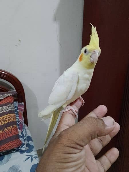 Cockatiel hand tame/ Cockatiel hand raised for sale/ Cocktail for sale 3