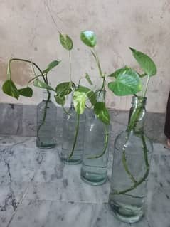 Money Plant ( Golden Pothos)