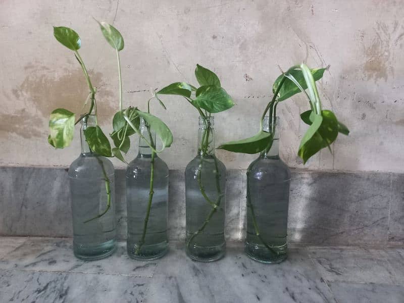 Money Plant ( Golden Pothos) 1