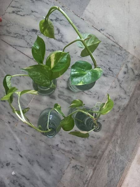 Money Plant ( Golden Pothos) 2