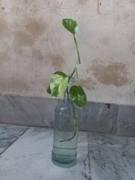 Money Plant ( Golden Pothos) 3