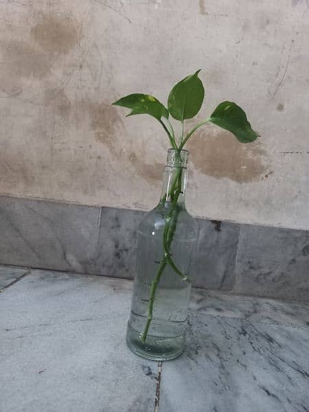 Money Plant ( Golden Pothos) 5