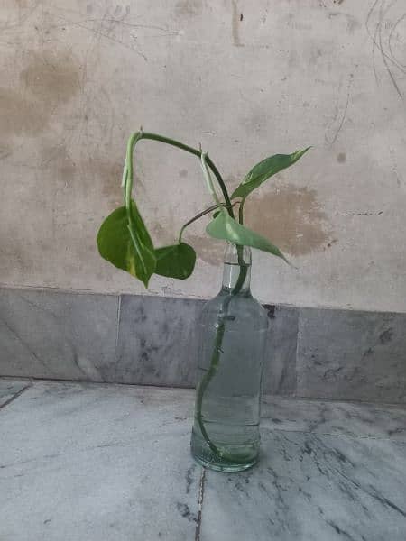 Money Plant ( Golden Pothos) 6