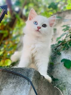 persian odd eyes kitten for sale