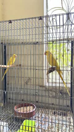 yellow ringneck breeder pairs parrot