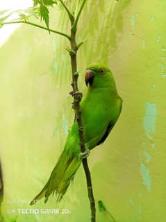 Green parrot