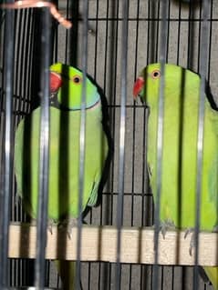 GREEN RING NECH BREEDER PAIR