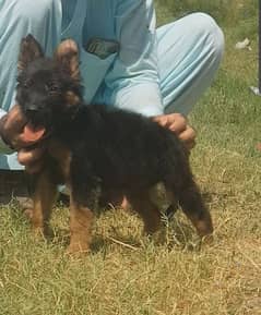 pure garman shepherd female long caot heavy bon bone stucher for sale