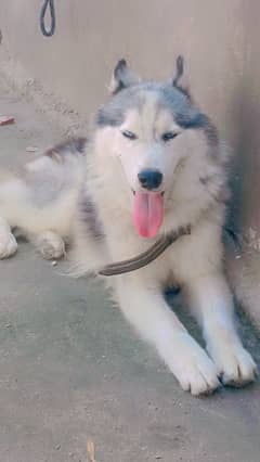 siberian husky for sale