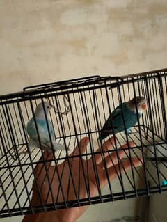 love bird for sell