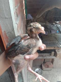 Aseel 5 chicks urgent for sale 03237971636