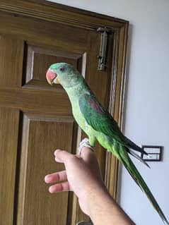 raw parrot