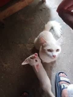 full white brown eyes long hair cat