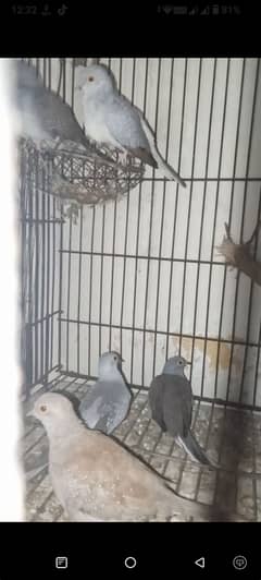 Mix Doves with cage