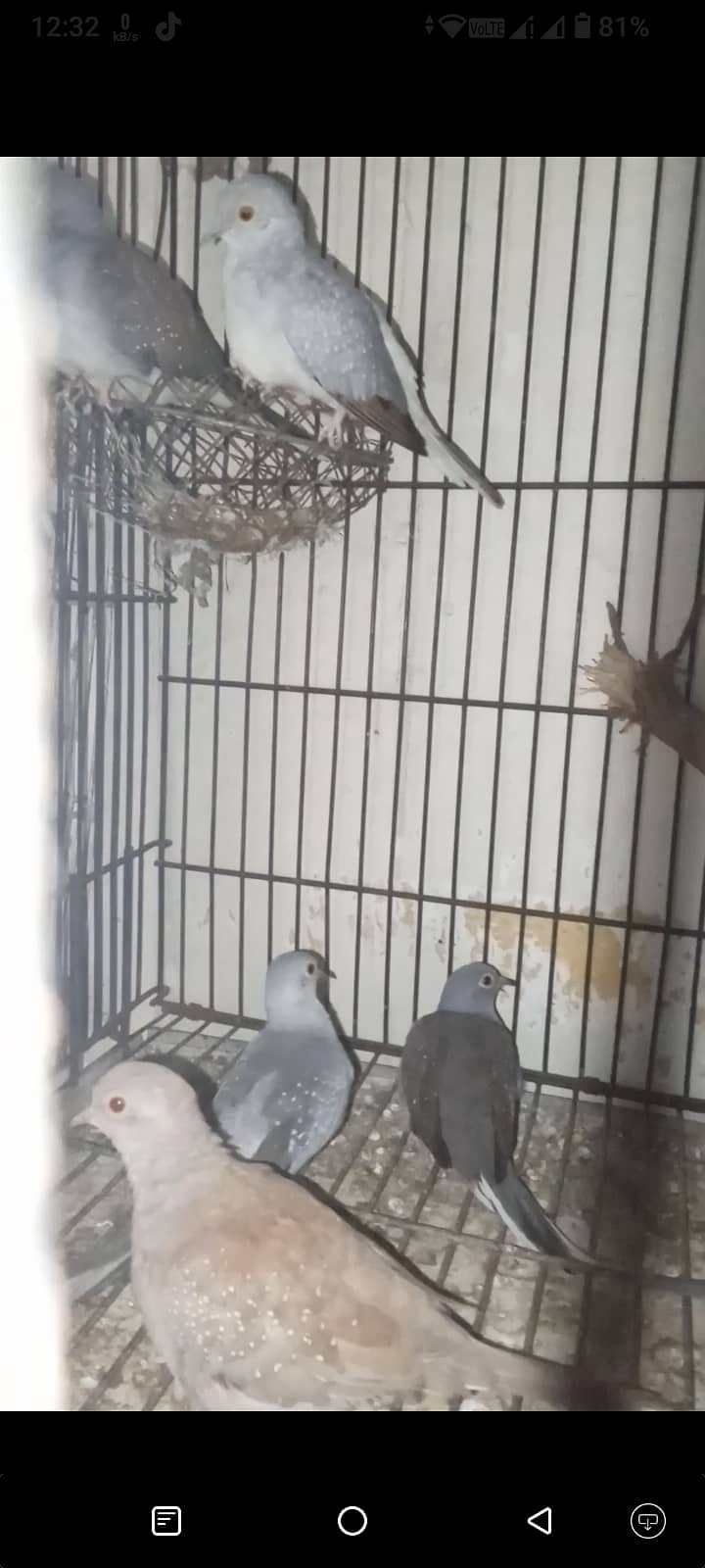 Mix Doves with cage 0