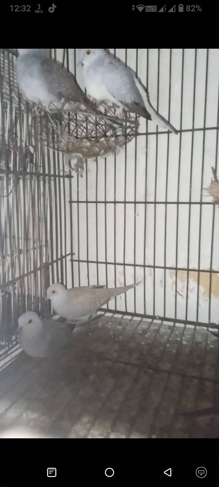 Mix Doves with cage 1