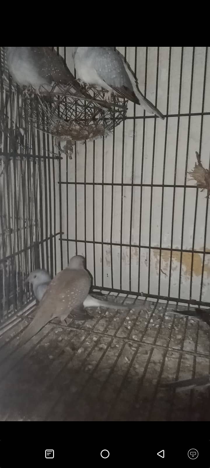 Mix Doves with cage 2