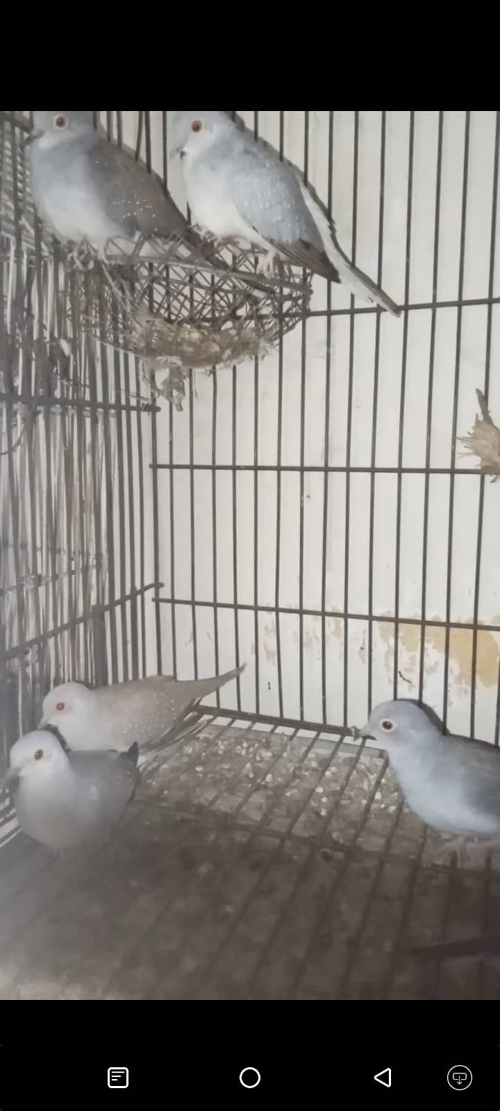 Mix Doves with cage 3