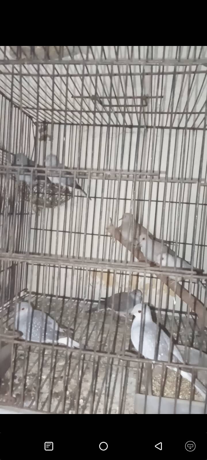 Mix Doves with cage 4