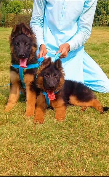 long coat garmna shepherd pair for sale 2