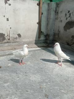 Pigeon  Norwich pouter chicks