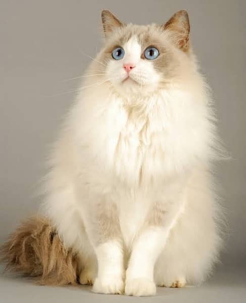 Ragdoll female 1