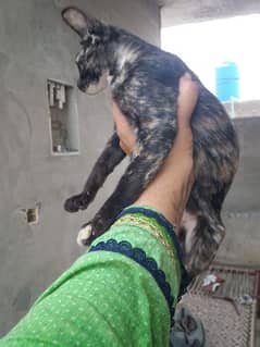 Sweety and Talsa cute cat for urgent sale