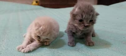 Persian kittens For Sale