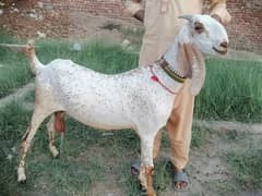 Rajn puri Bakri