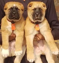 Turkish kangal pair show quality havey bone structure for sale