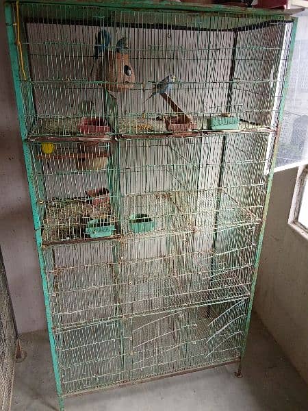 Discount Deal Coloured Cage,Fisher,pasnata,lutino breeder pairs 0