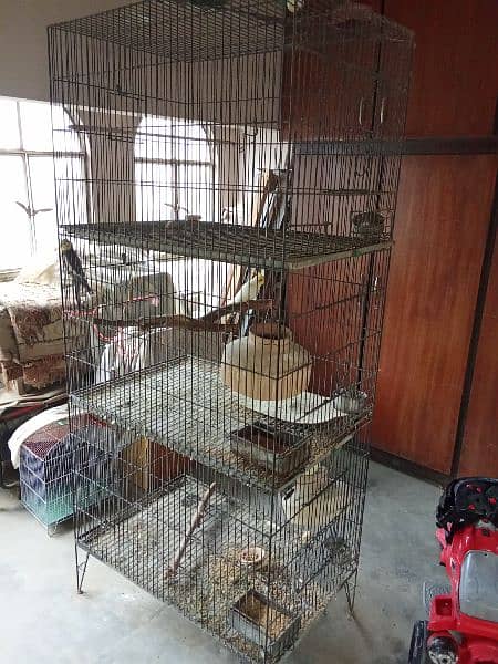 Discount Deal Coloured Cage,Fisher,pasnata,lutino breeder pairs 1