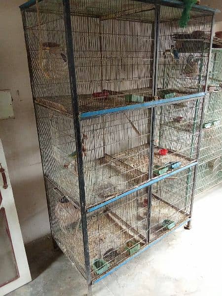 Discount Deal Coloured Cage,Fisher,pasnata,lutino breeder pairs 2