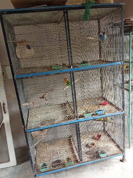 Discount Deal Coloured Cage,Fisher,pasnata,lutino breeder pairs 3