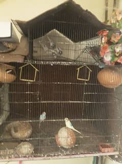 9 budgie parrots with big cage